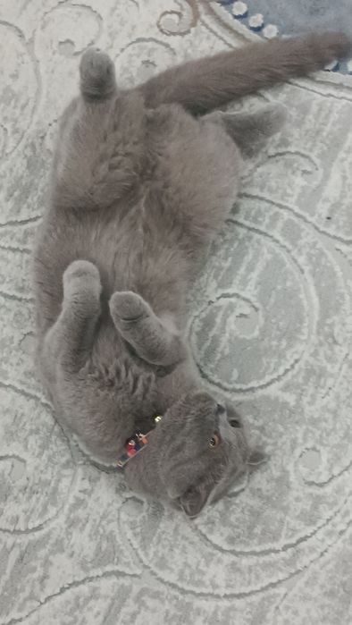 Продаётся скотиш-фолд (вислоухая) кошка. Возраст: 1,4 месяцев. Окрас: