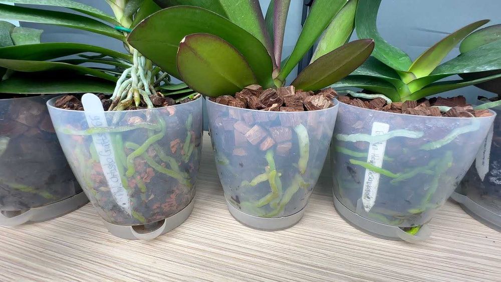 Орхидея със саксията