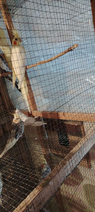 Tayyor Karella sotiladi