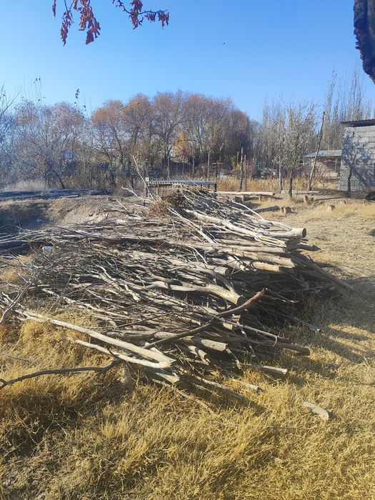 отын тегін беремыз