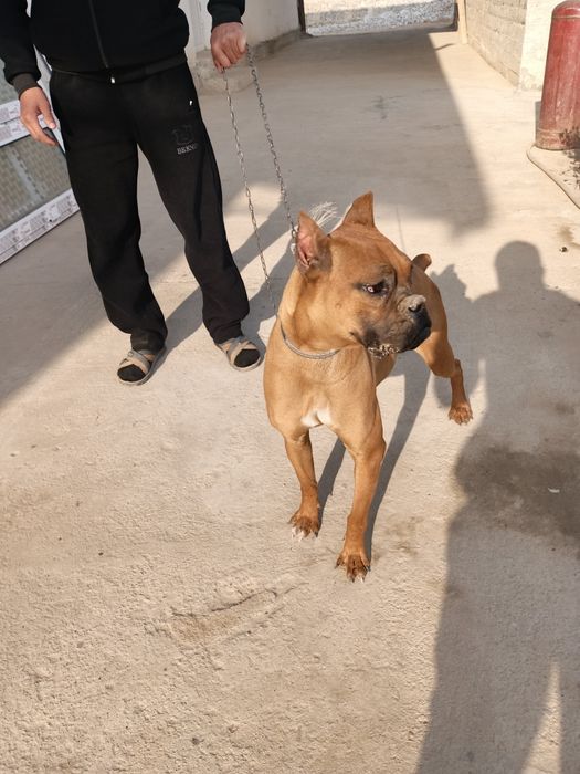 Продам Немецкий боксёр