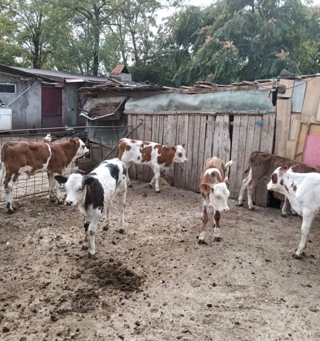 Vând 10 vitei de rasă bălțată românească
