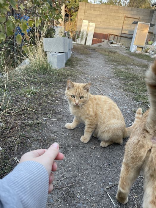 Отдам кота в добрые руки