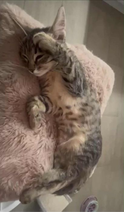 Подарявам малко женско коте