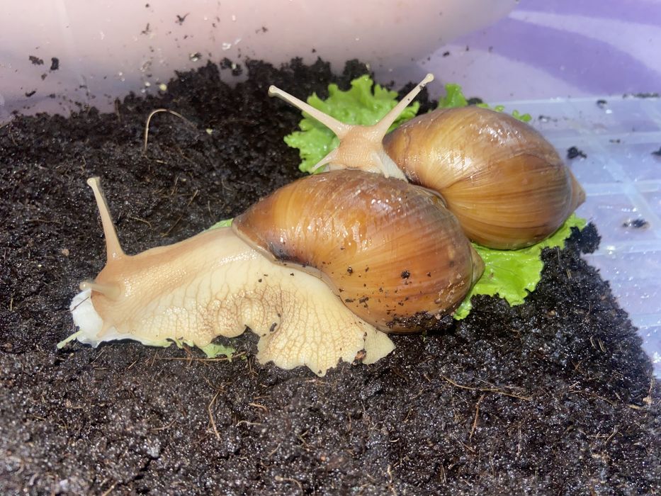 Продам улиток ахатин