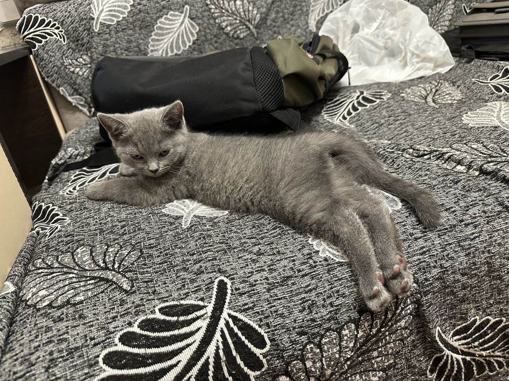 Продам породистых котят