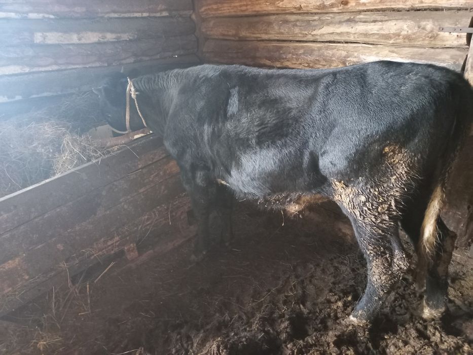 Продам бычка разного возраста