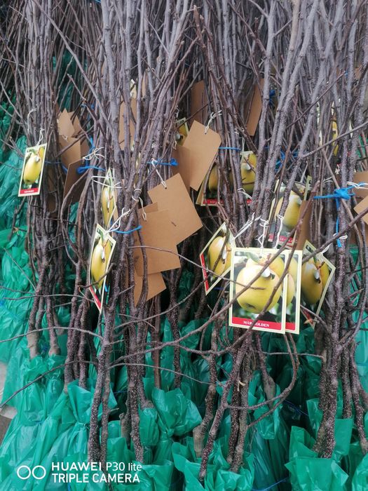 Vand pomi fructiferi