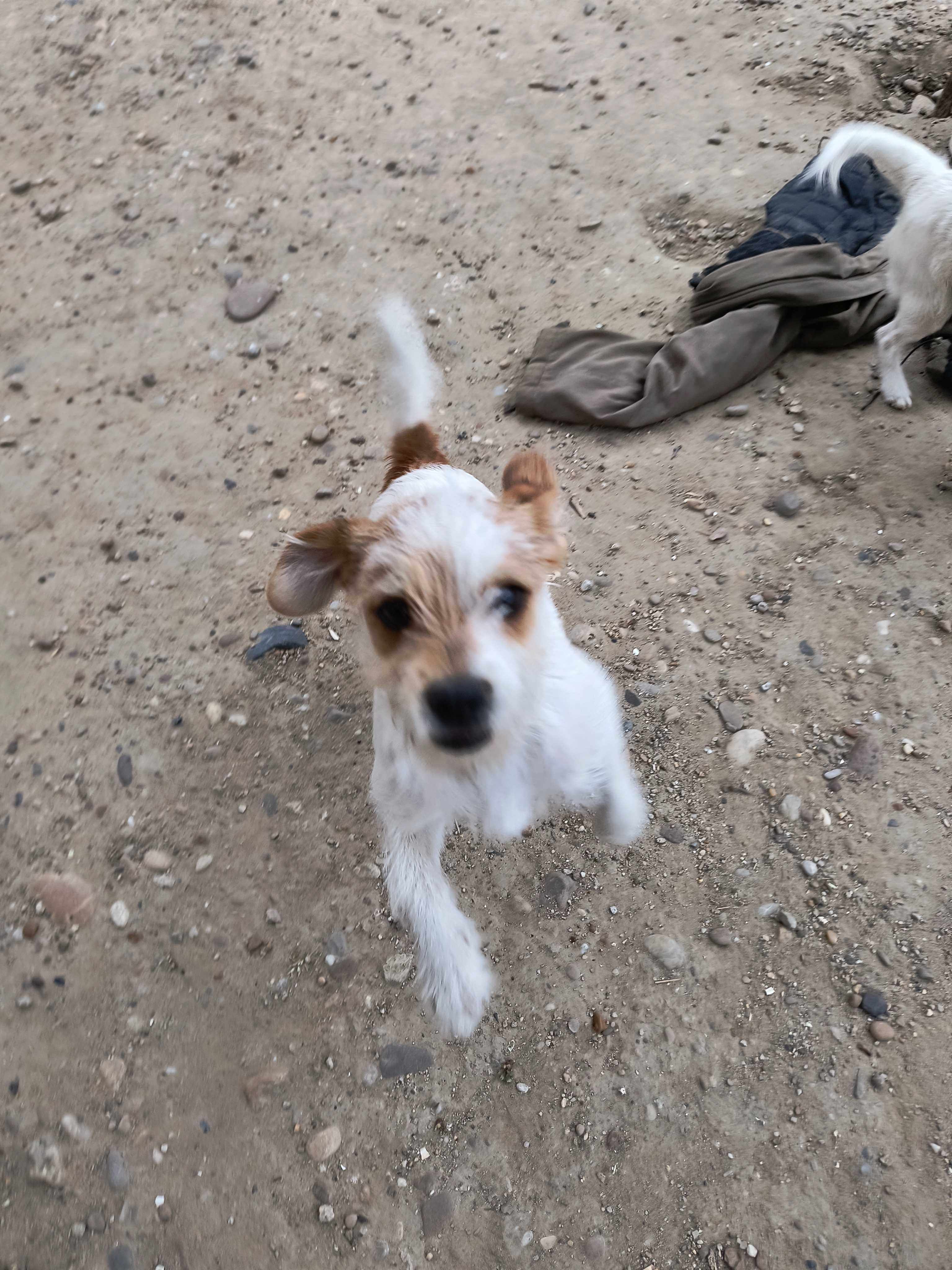 terrier jack russel