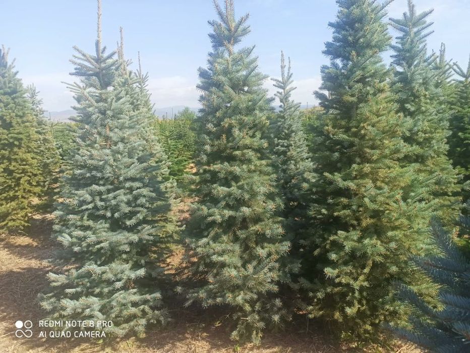 Brazi arginti și verzi