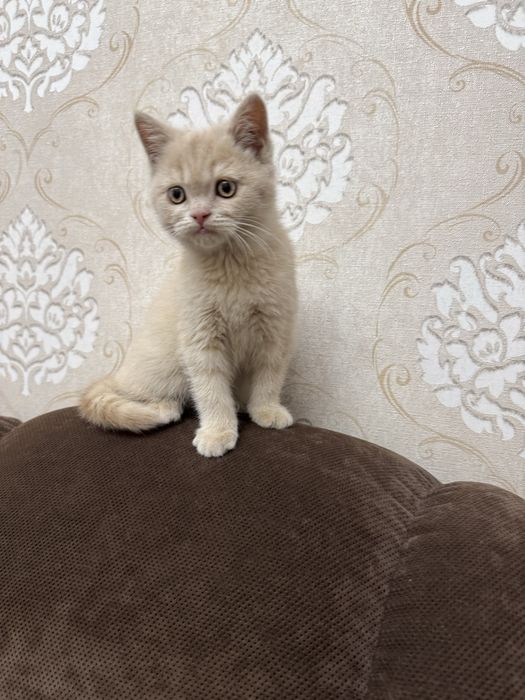 Продаются Котята британские