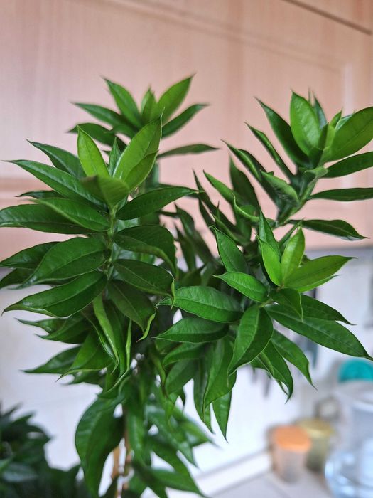 Ценителям редкой ЭКЗОТИКИ -  Мирт Боэтика! Взрослое деревце.