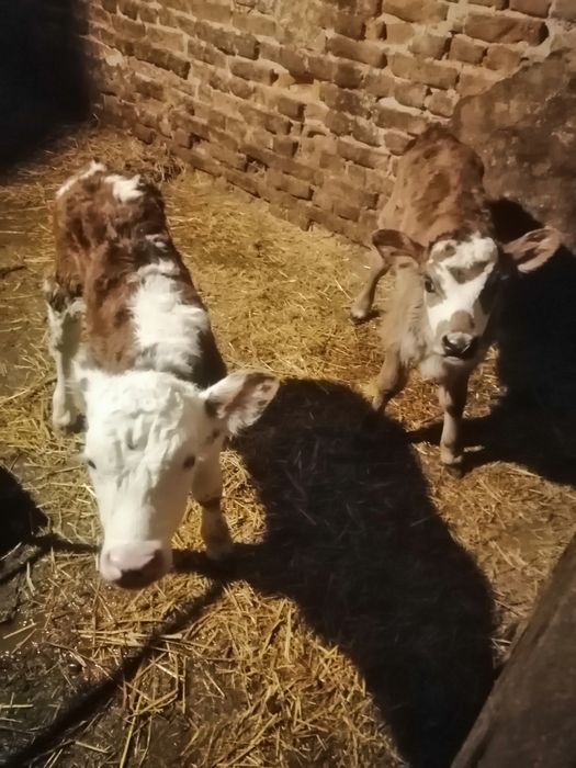 Продавам месодайни скали...