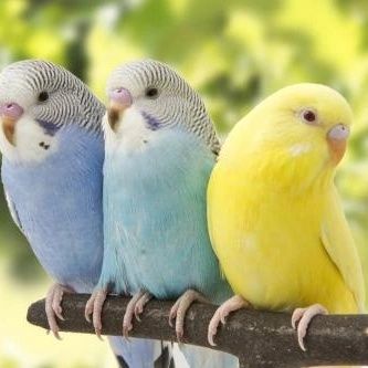 Волнистые попугай по 3000  молодые