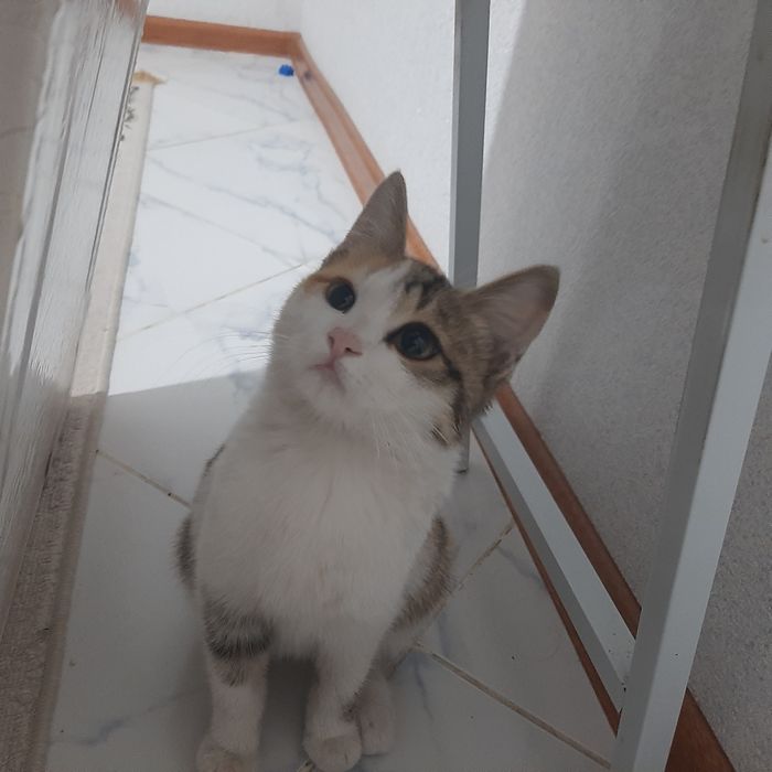 Котята. Мысык. Бесплатно. Шымкент