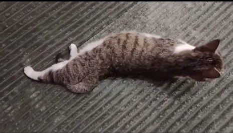 кошка в хорошие ручки