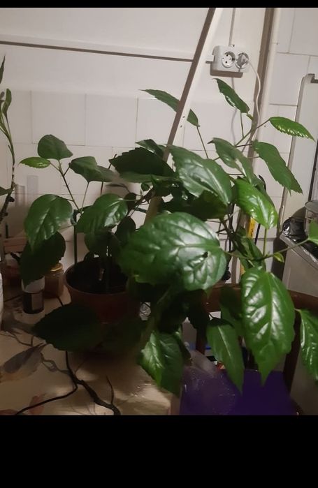 Trandafir japonez roșu