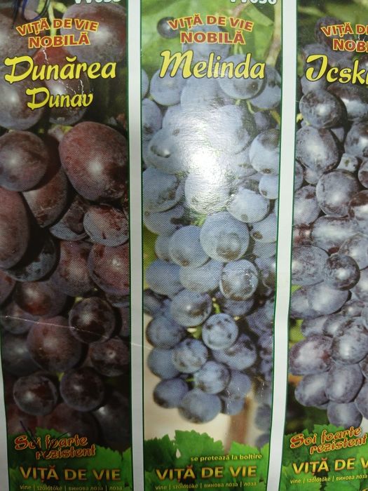 Vita de vie nobila [altoita]soiuri alb și negru fără semințe