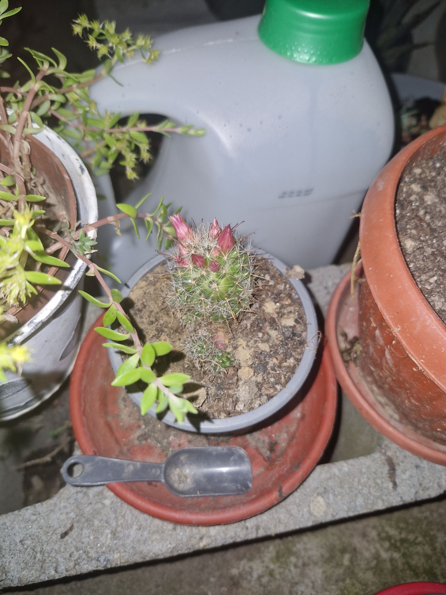 Plante de vânzare