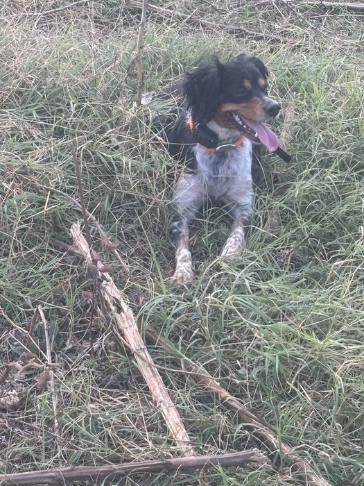 эпаньол бретон женски