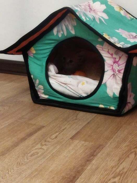 Кошачий домик дом