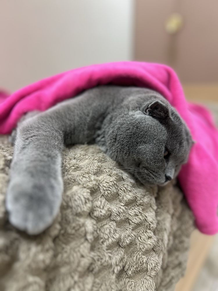 Продается кот,британский зовут барс