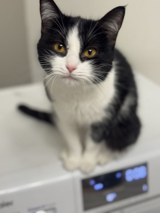 Нежная кошка-девочка ищет любящих хозяев.