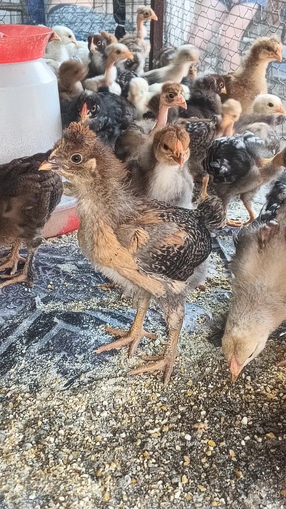 Pui de casă de 3 săptămâni
