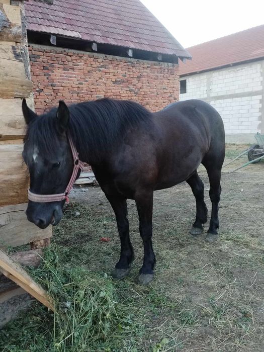 Vând cal de 3 ani și iapa de 5 ani