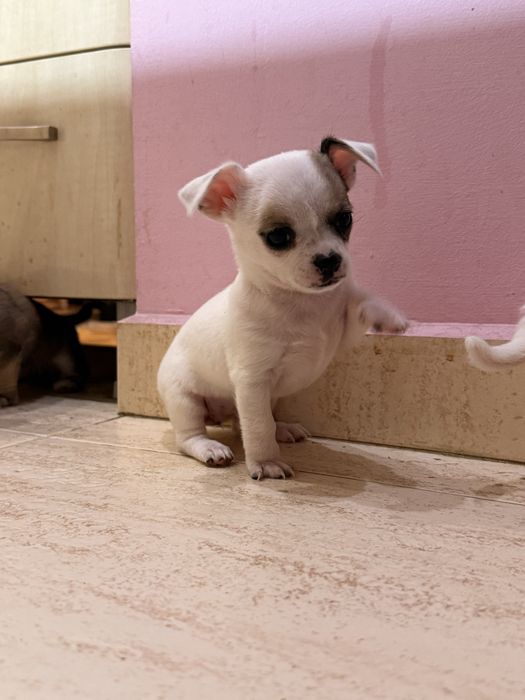 Продавам чихуахуа