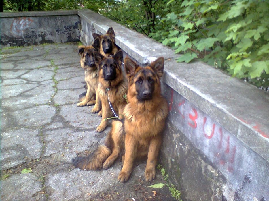 Dresaj Canin 34 ani de experienta