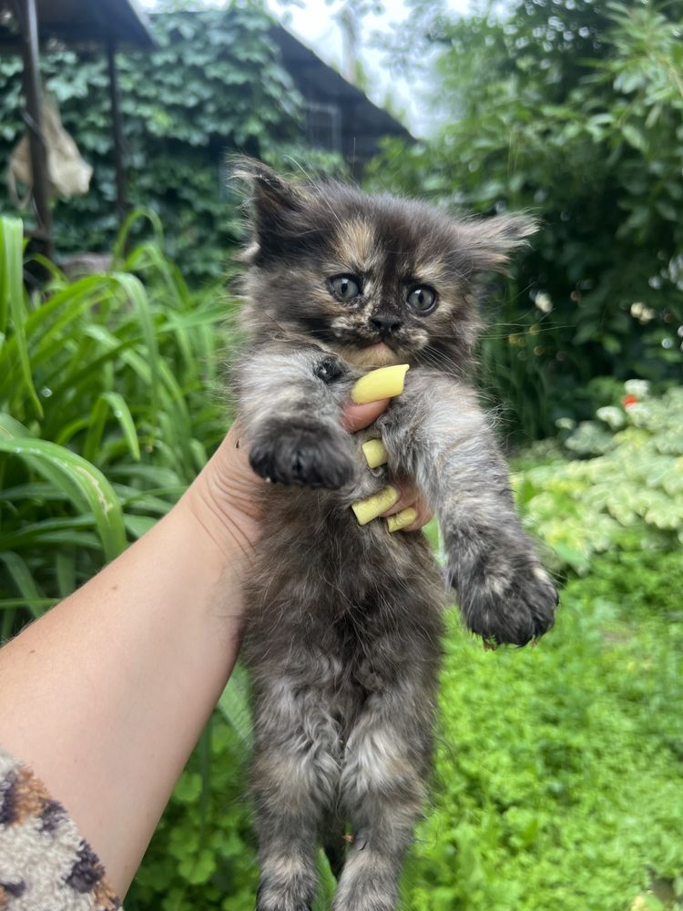 Котята ищут дом