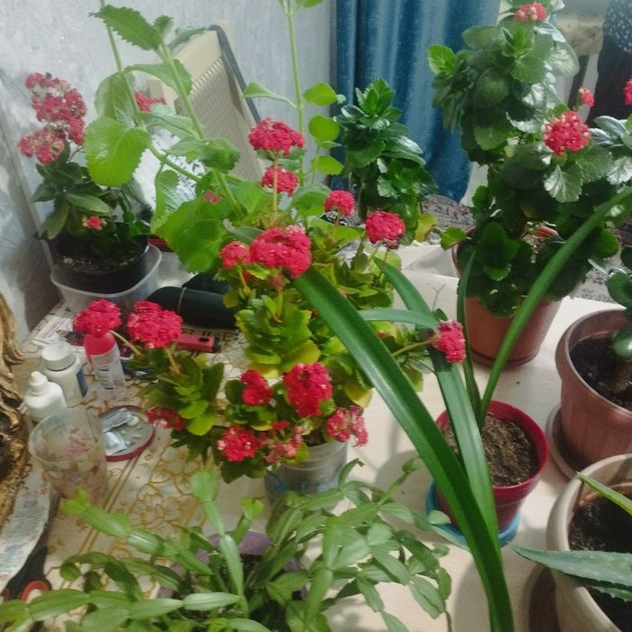Комнатные растения в продаже