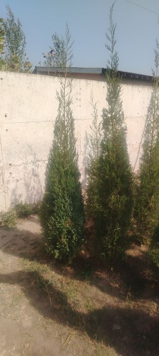 Manzaralari archalar