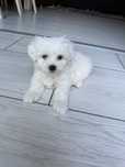 Bichon Maltez Mini Toy