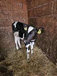 Vand vitel Holstein