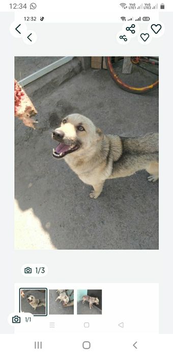 Продам собаку хаски кобель