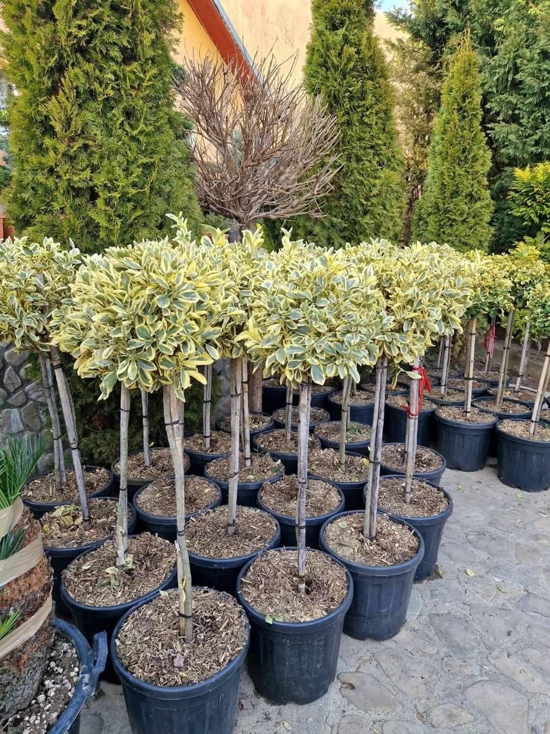 Vând tuia leylandii chiparos