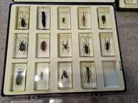 Продам коллекцию жуков