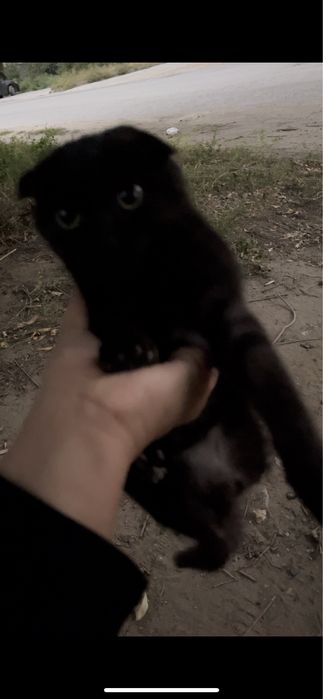 Отдам котенка в добрые руки