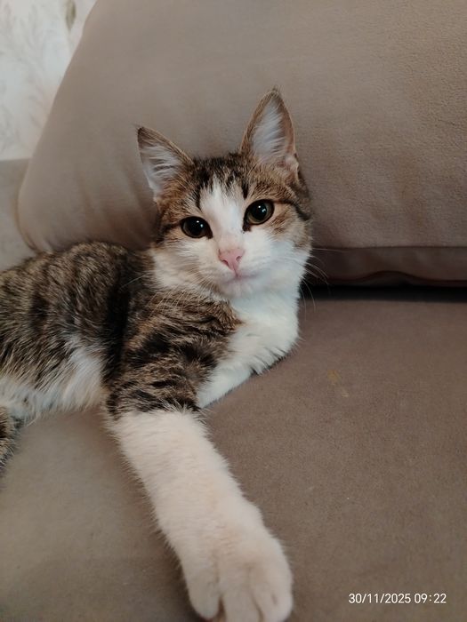 Котик Мурзик ок. 5 мес. В любящую, ответственную семью.