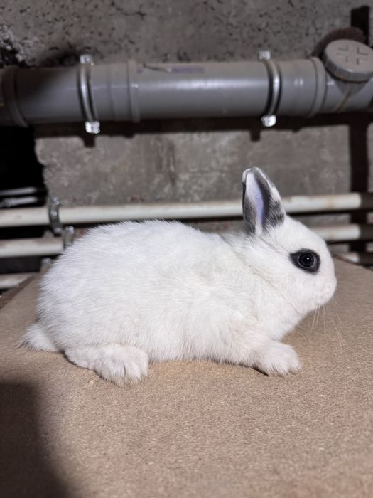 Karlik quyon hatot blan baran