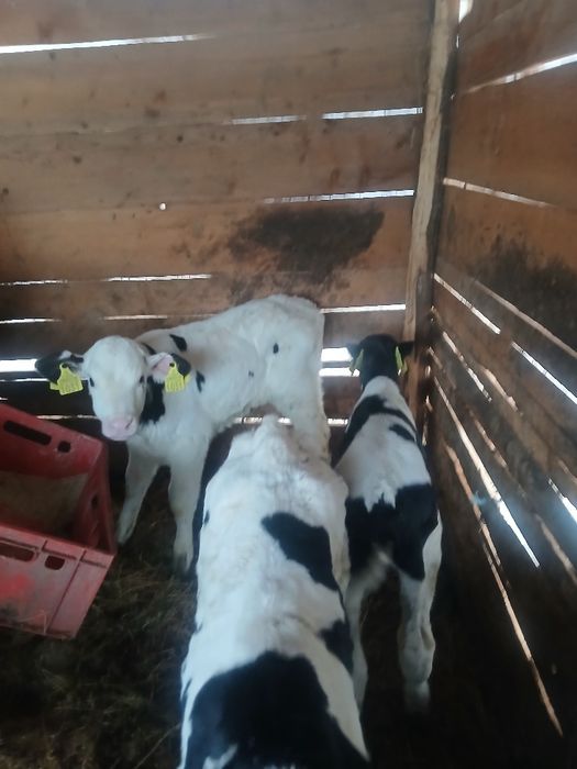 Vând 3 tauras  semi antercat