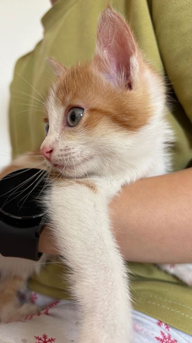 Котенок мальчик месяца 1,5