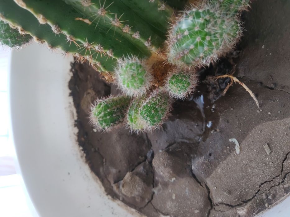 Продам кактус или обменяю на деньги