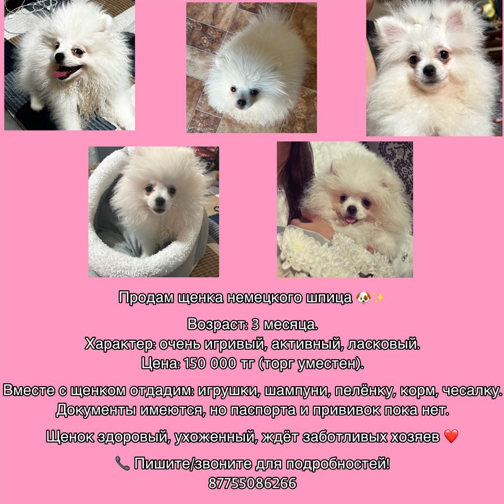 Продается собака шпиц