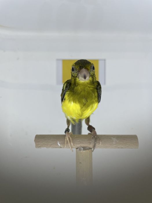 Canari raza spaniolă 2025, inelați și deparazitați!