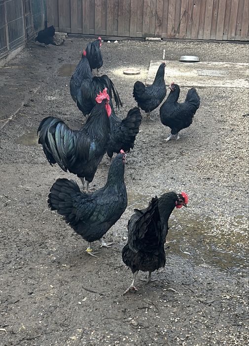 Gaini si cocosi australorp