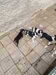 Donez căței cu mama Beagle