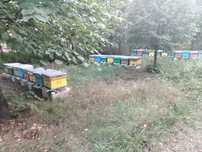 Miere și familii de albine